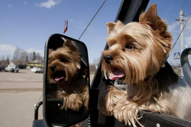 Committee Passes Bill In Michigan That Makes It Illegal To Leave Your Pet In Your Car