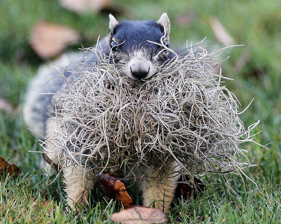 Michigan Squirrels – Quite the Pranksters