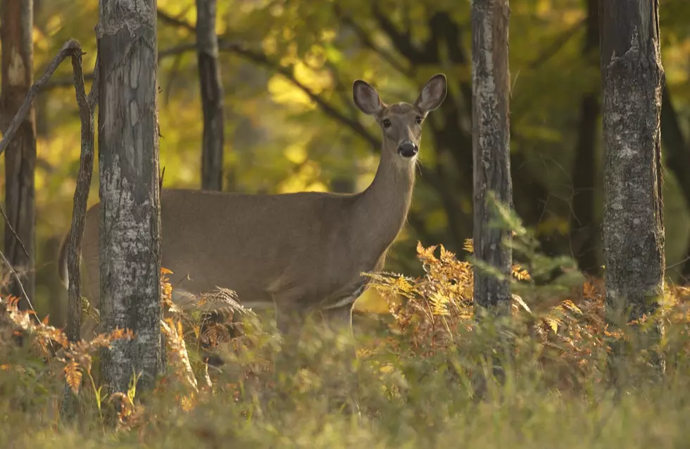 Whitetail Buck Visits Michigan Beach – Parties With Tourists