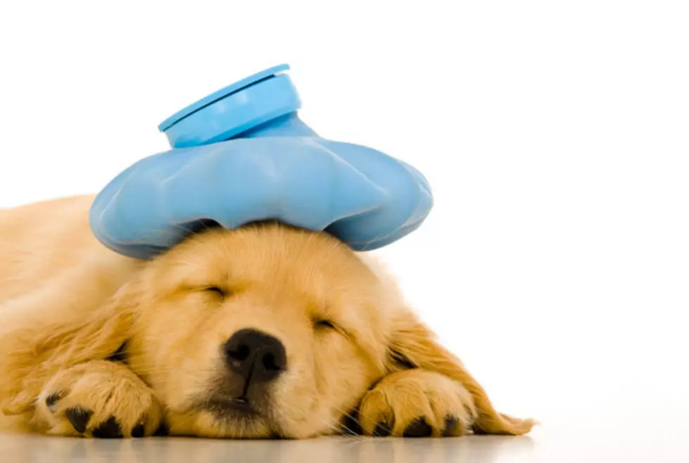 Dog Flu Cases On The Rise In Michigan