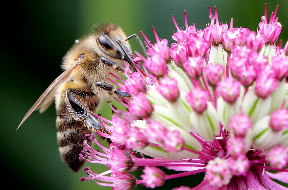 Michigan College Exec – Allergic to Bees – Brings in More Bees