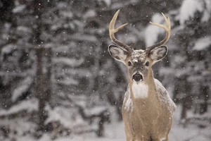 Shooting a Big Buck in the U.P. is ALMOST Always a Good Thing