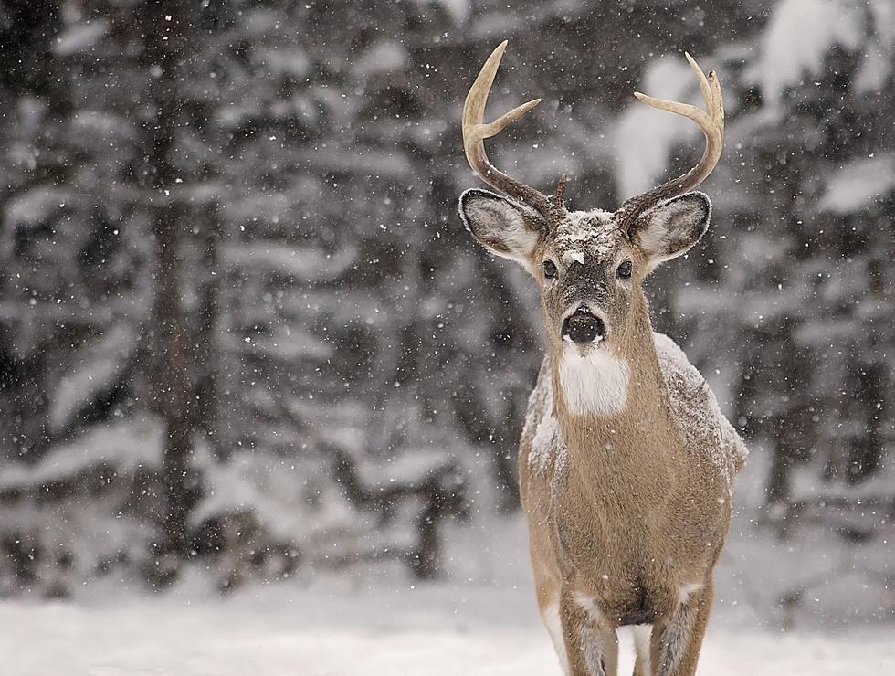 Shooting a Big Buck in the U.P. is ALMOST Always a Good Thing