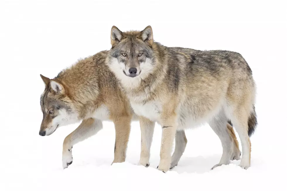 National Park Service Shares Isle Royale Wolf Update