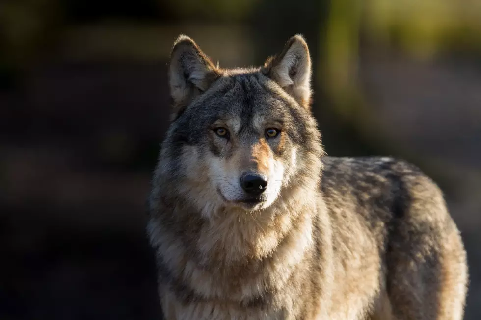 Wolf on Michigan’s Isle Royale Gets Homesick – Heads Home