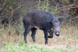 300 Pound Wild Hog Taken in Michigan
