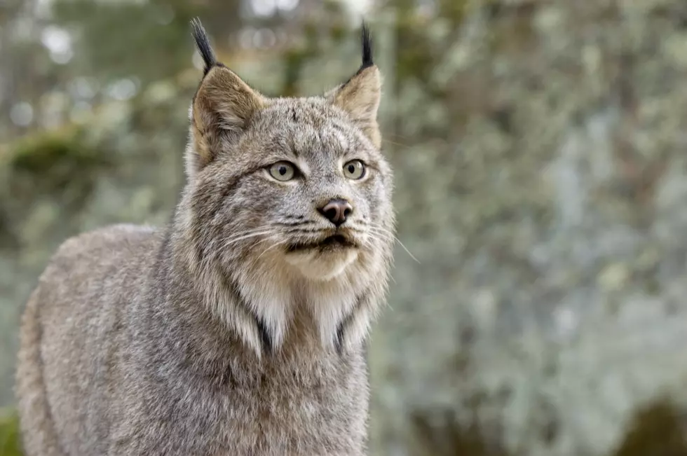 Canada Lynx Captured in Lower Michigan