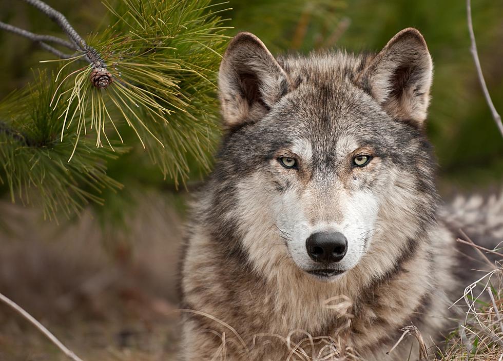 Seven More Wolves Released on Michigan’s Isle Royale