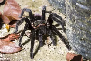 Michigan Researchers Find HUGE Spider in Amazon