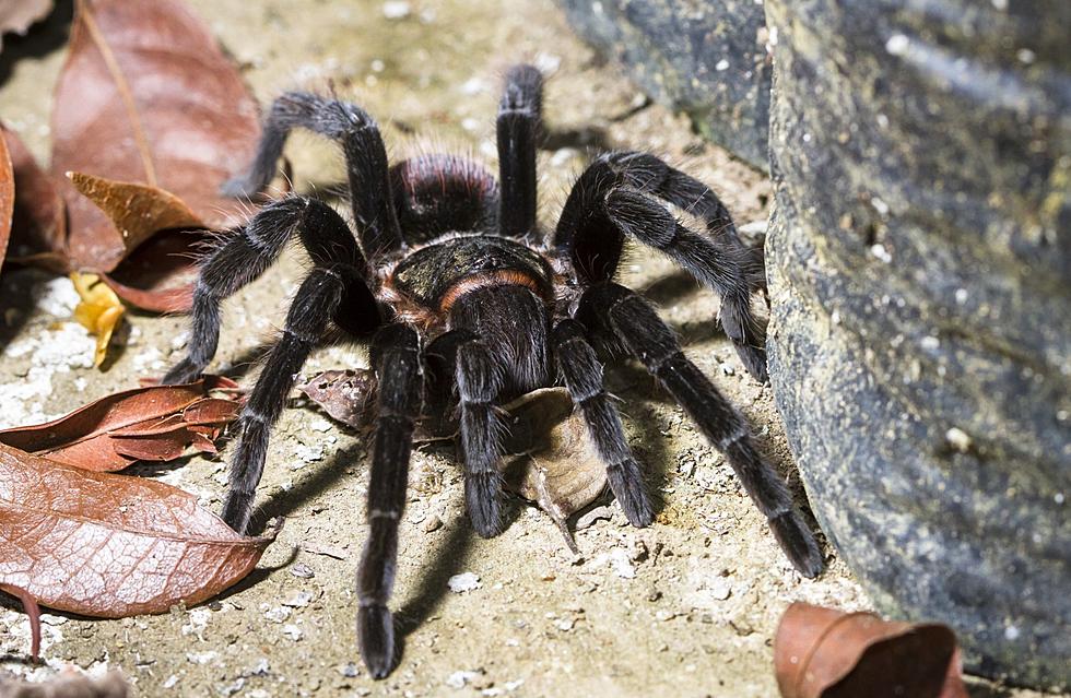 Michigan Researchers Find HUGE Spider in Amazon