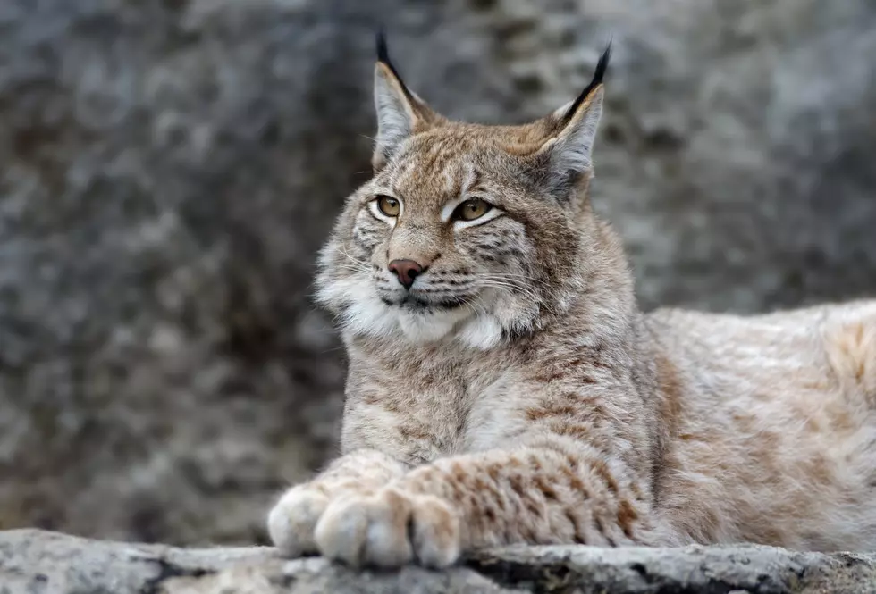 How’s Michigan’s New Pet Canadian Lynx Doing?