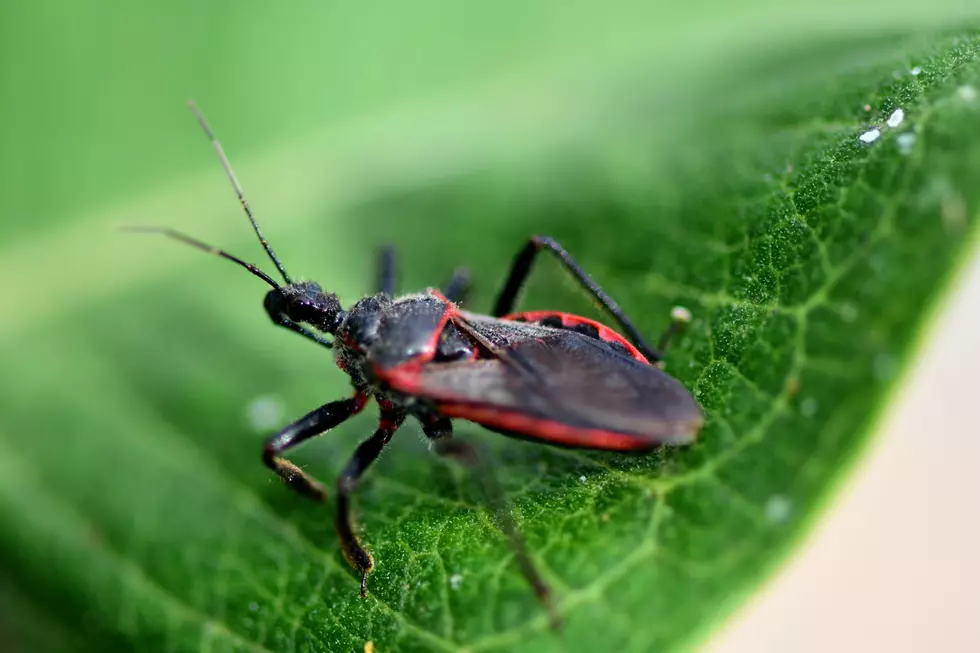 Kissing Bugs May Be Headed to Michigan