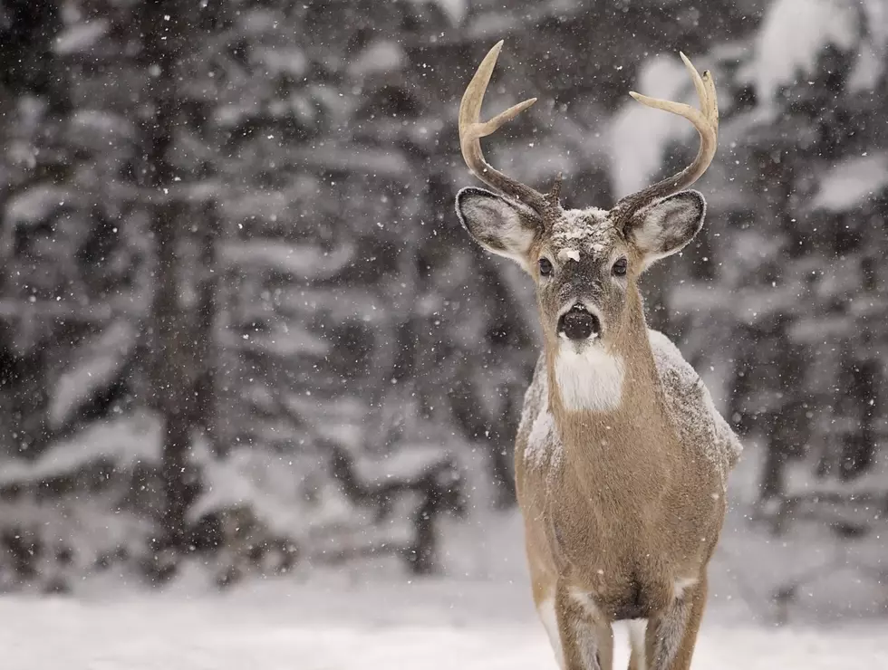 Deer Baiting Ban Plows Ahead In Michigan Legislature
