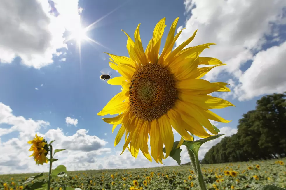 This Weekend – Head North and Play in Michigan Sunflowers