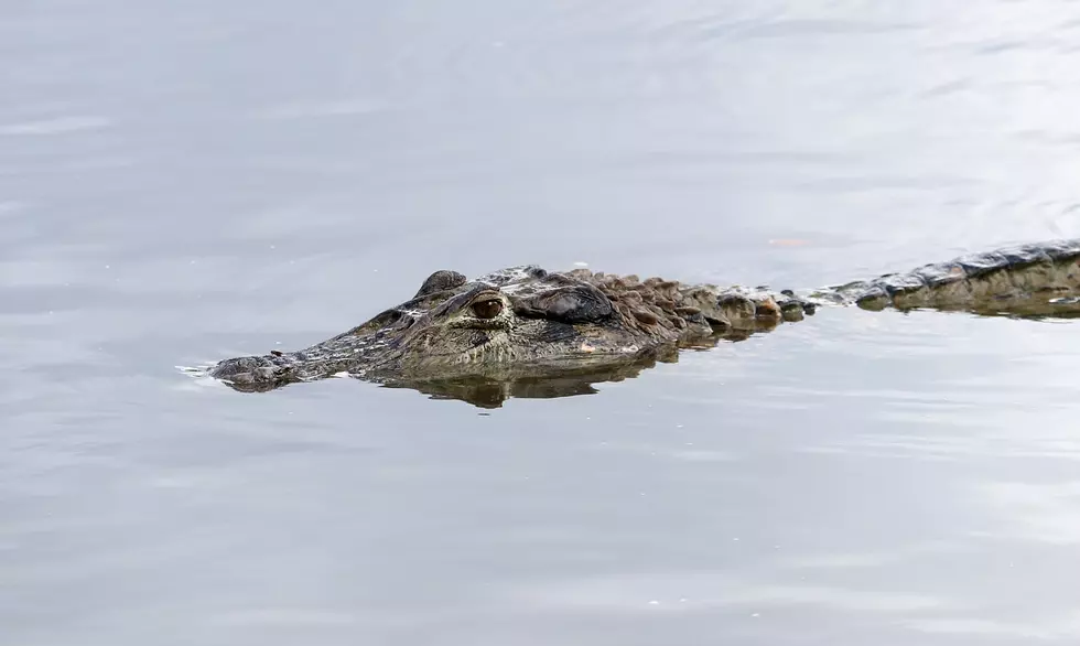 Michigan: Full of Alligators – Now Welcomes Caimans