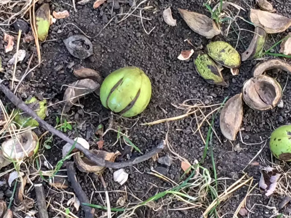 The Great Michigan Hickory Nut Avalanche of 2019
