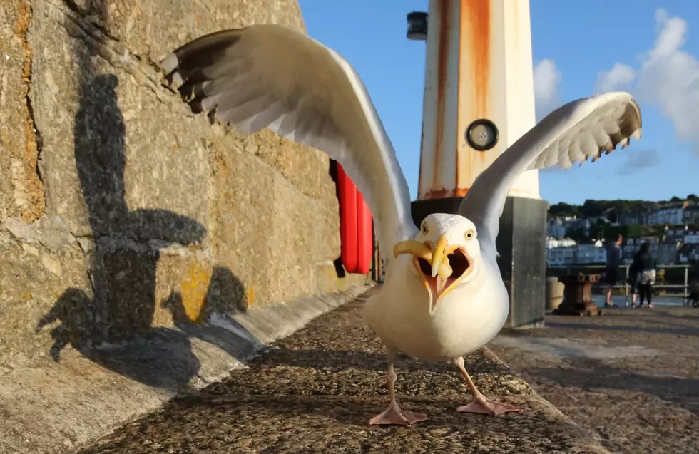 Michigan: This Simple Trick Stops Seagulls From Eating Your Fries