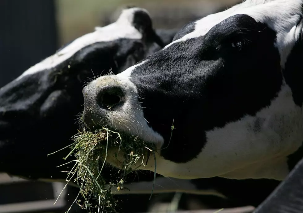 Mid-Michigan Dairy Farmers – COVID-19 Starting To Hit Them Hard