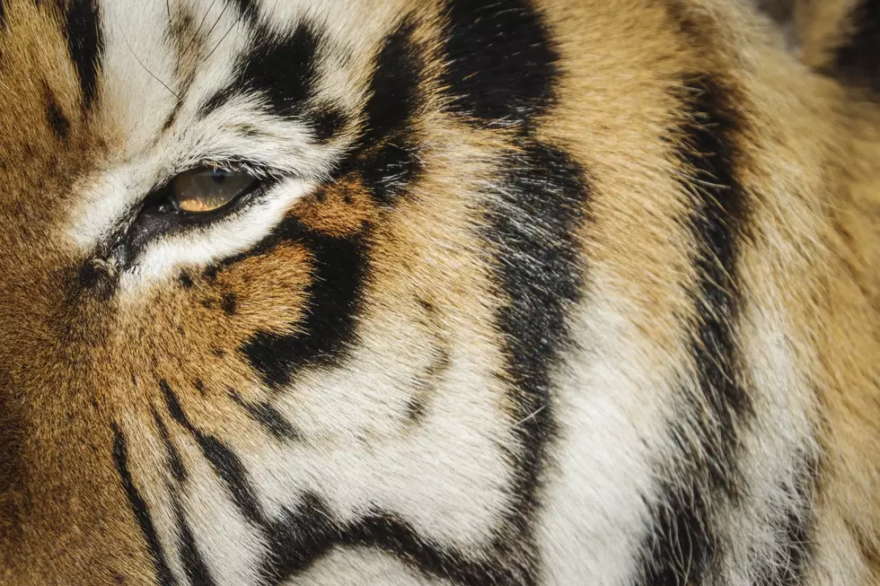 Lansing’s Jeff Lowe Has PETA Coming For His “Tiger King” Zoo