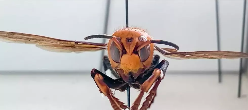 ‘Murder Hornets’ Have Been Spotted in the United States