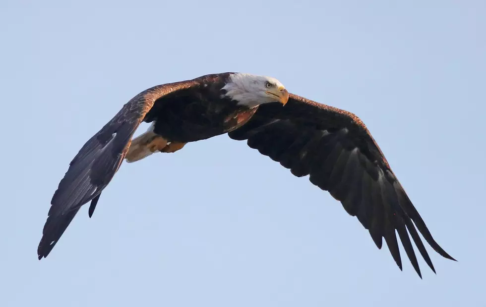 Bald Eagle Takes Down Michigan Government Drone