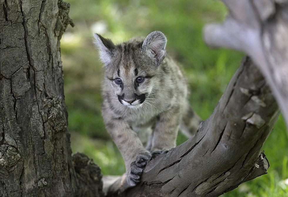 Michigan DNR Reports Several Cougar Sightings This Year