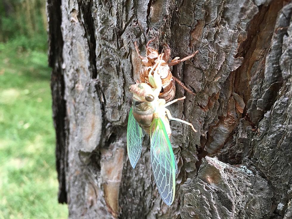 Welcome to 2020 – Zombie Cicadas (Are They in Michigan?)