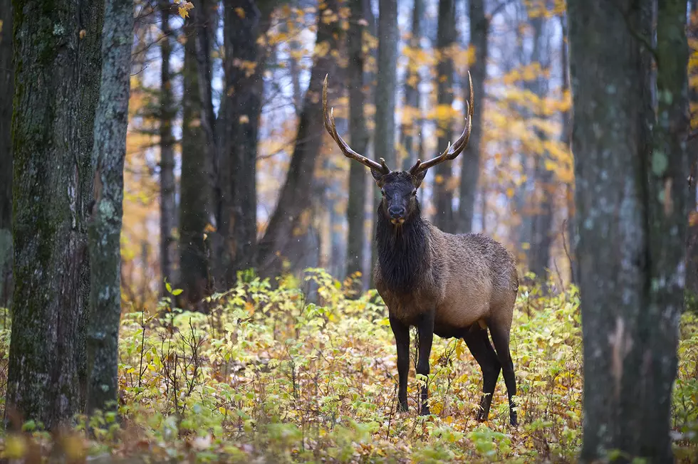 Michigan Family Who Just Wanted to Swim Finds Extinct Trophy Elk