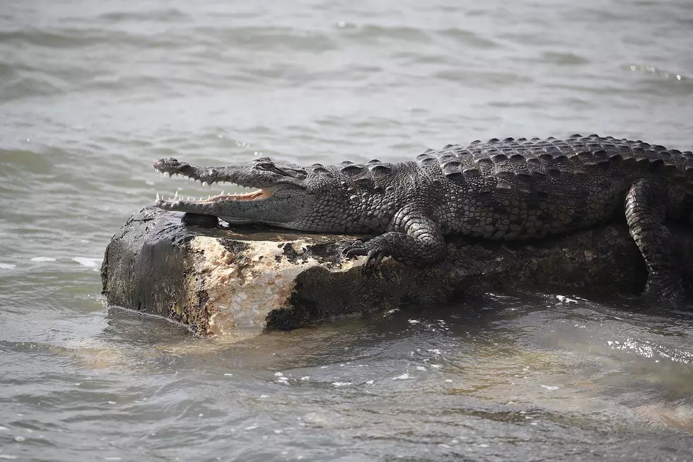 Beware Crocodile Sightings in Michigan