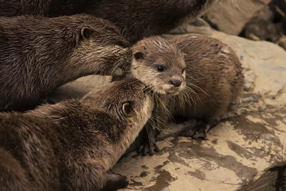 Potter Park Zoo in Lansing, Michigan Welcomes Otter Pups