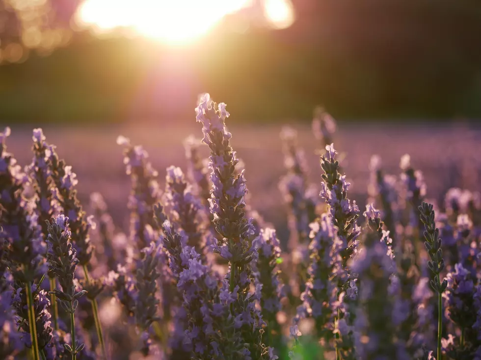 Popular Michigan Lavender Farm Is Up For Sale