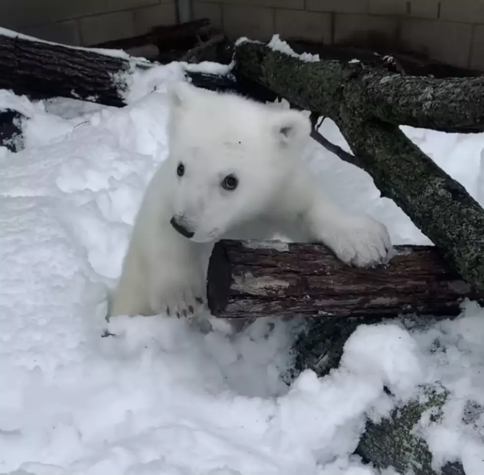 Polar Bear Cub’s First Time Playing In The Snow At Detroit Zoo