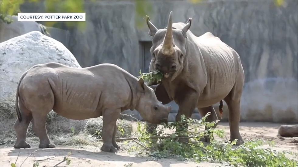 First Black Rhino Calf Leaving Potter Park Zoo