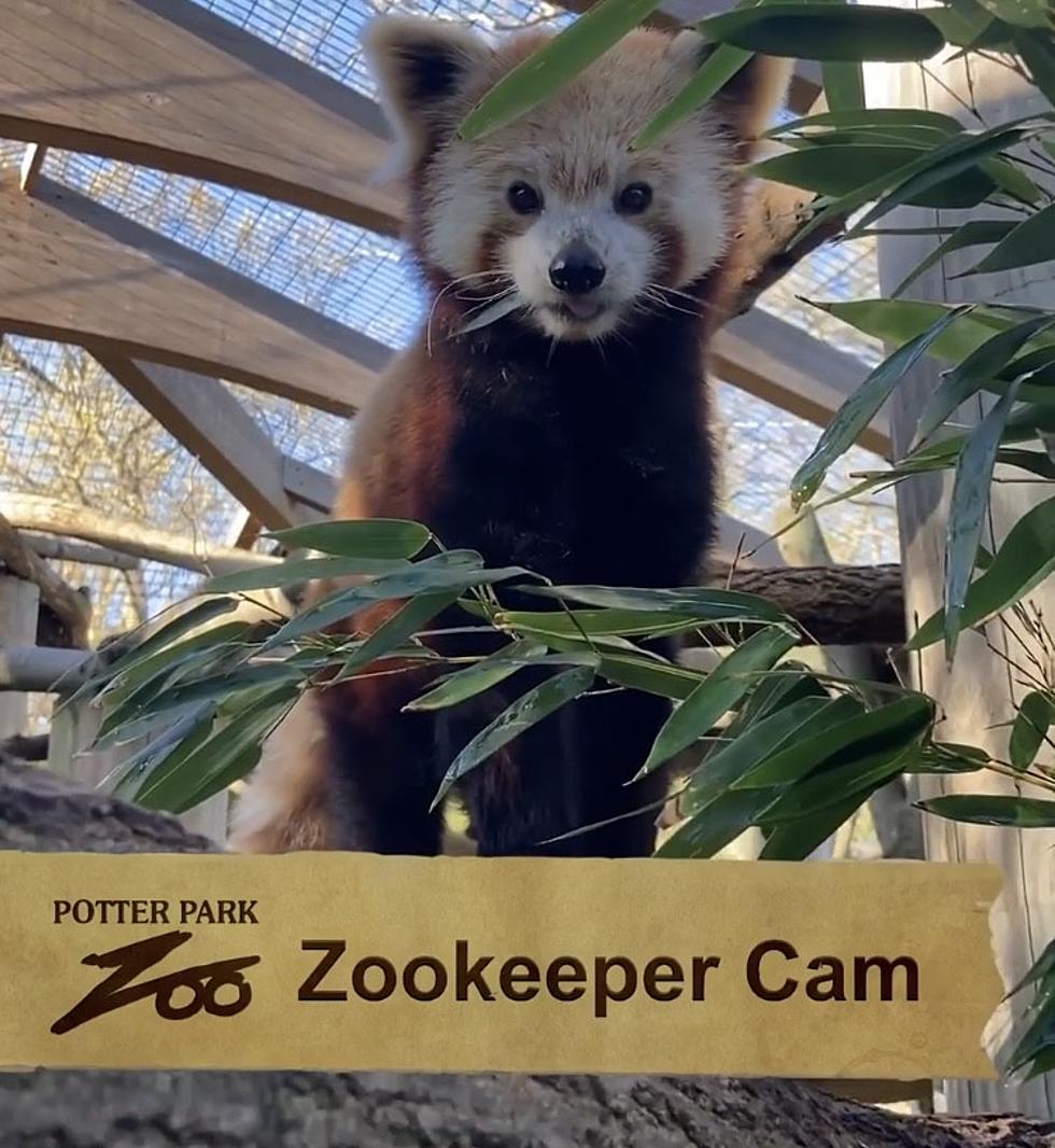 Celebrate Zoo Days at Potter Park Zoo Next Week