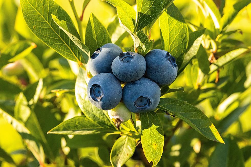 Five Places to Go For Blueberry U-Pick Season Near Lansing