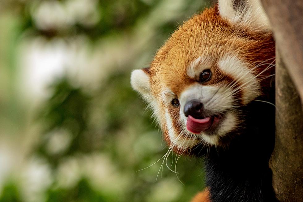 Potter Park Zoo Welcomes New Red Panda Cubs