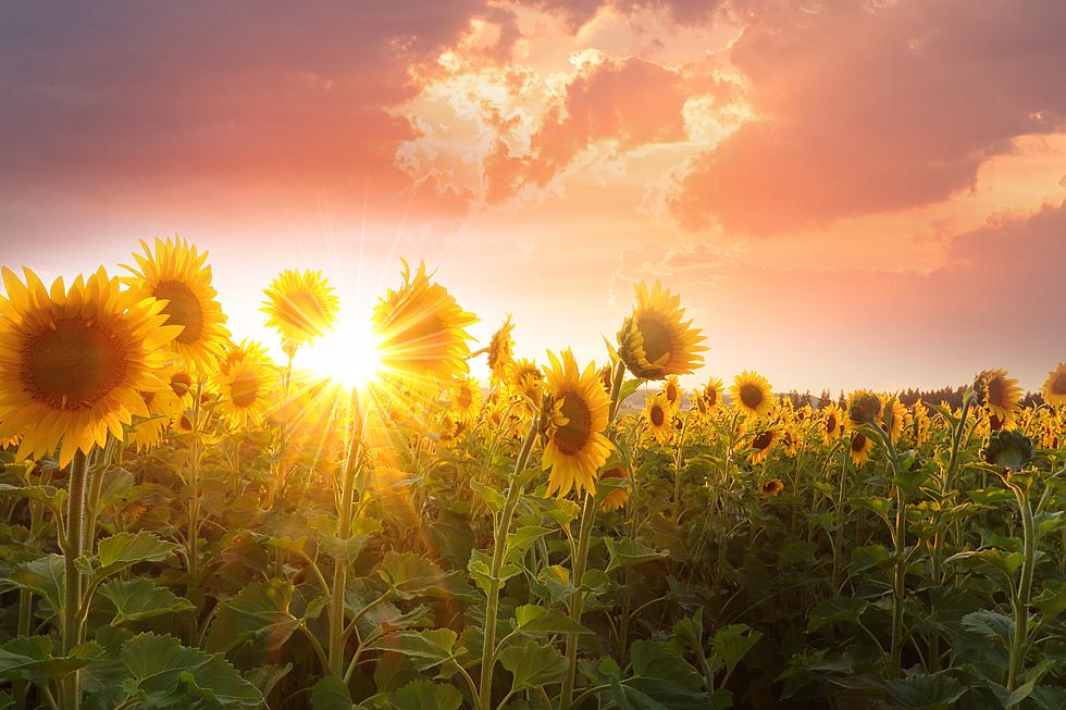 Up Your Selfie Game By Visiting These Michigan Sunflower Fields