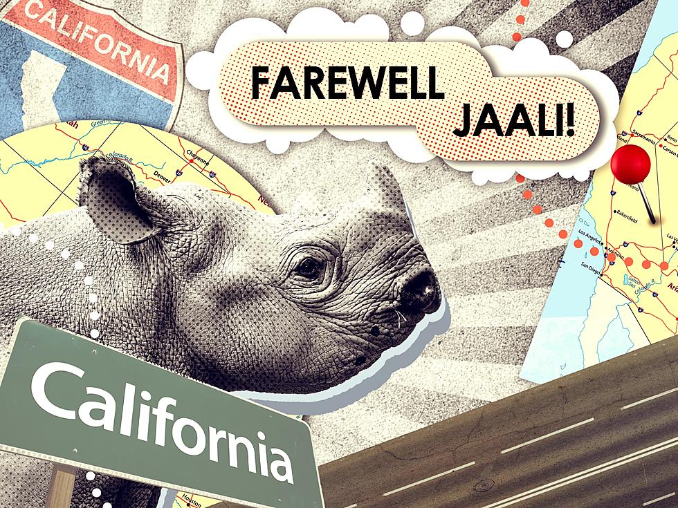 Potter Park Zoo Having a Goodbye Party For Endangered Black Rhino Jaali