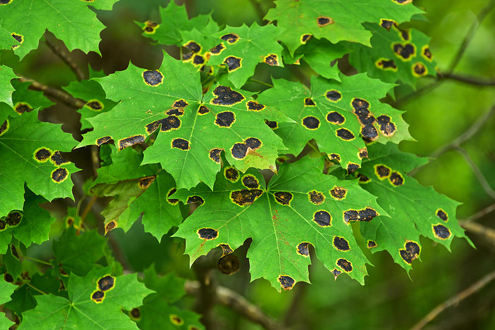 What are Those Black Spots on Michigan Maple Tree Leaves?