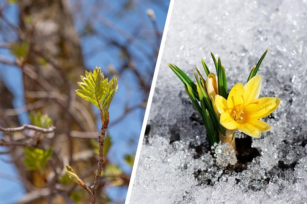 Lansing Will See Spring-Like Temperatures This Weekend, Followed By Snow On Monday
