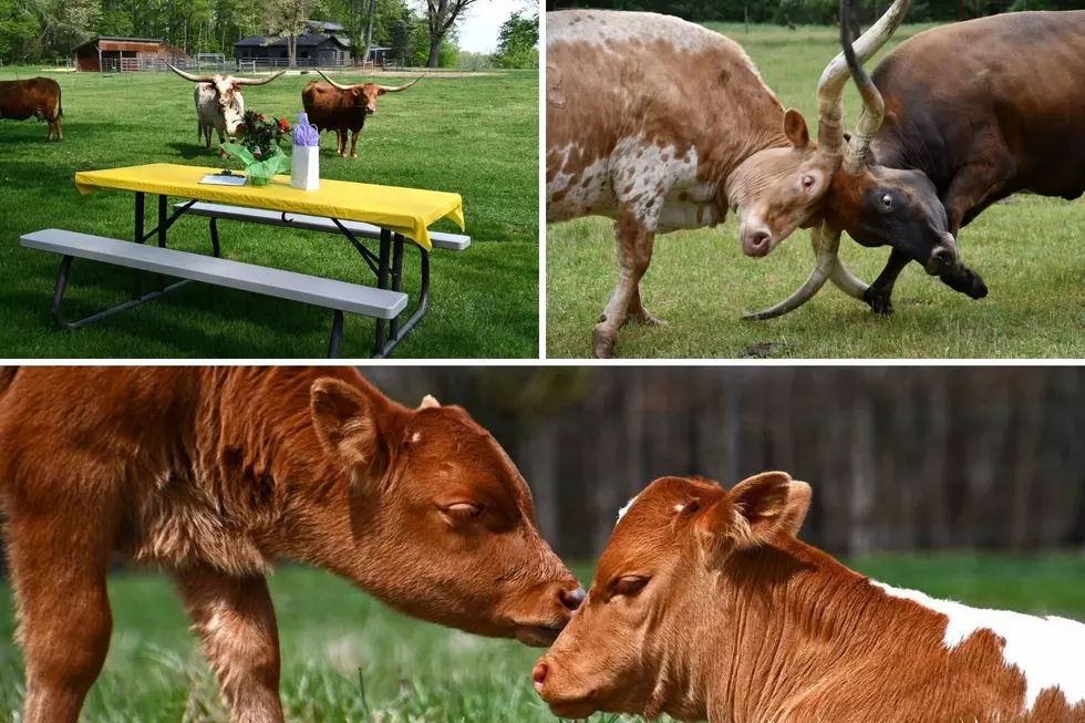 Have a Picnic With Cows at This Terrific West Michigan Ranch