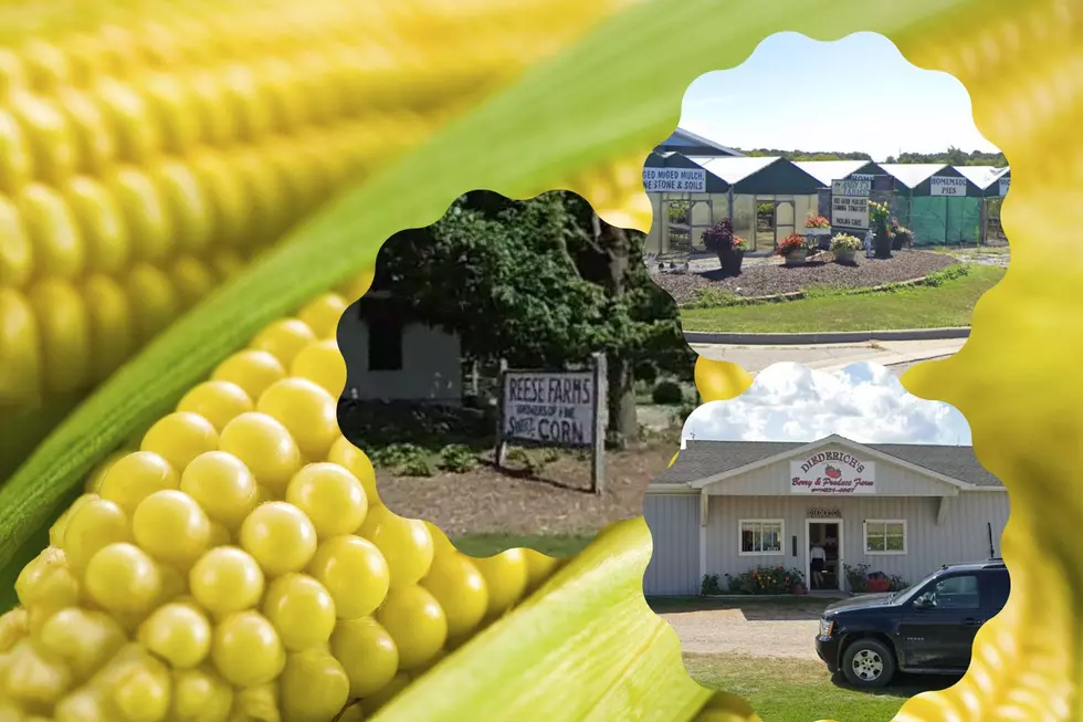 Find Delicious Sweet Corn at These Fantastic Mid Michigan Farms