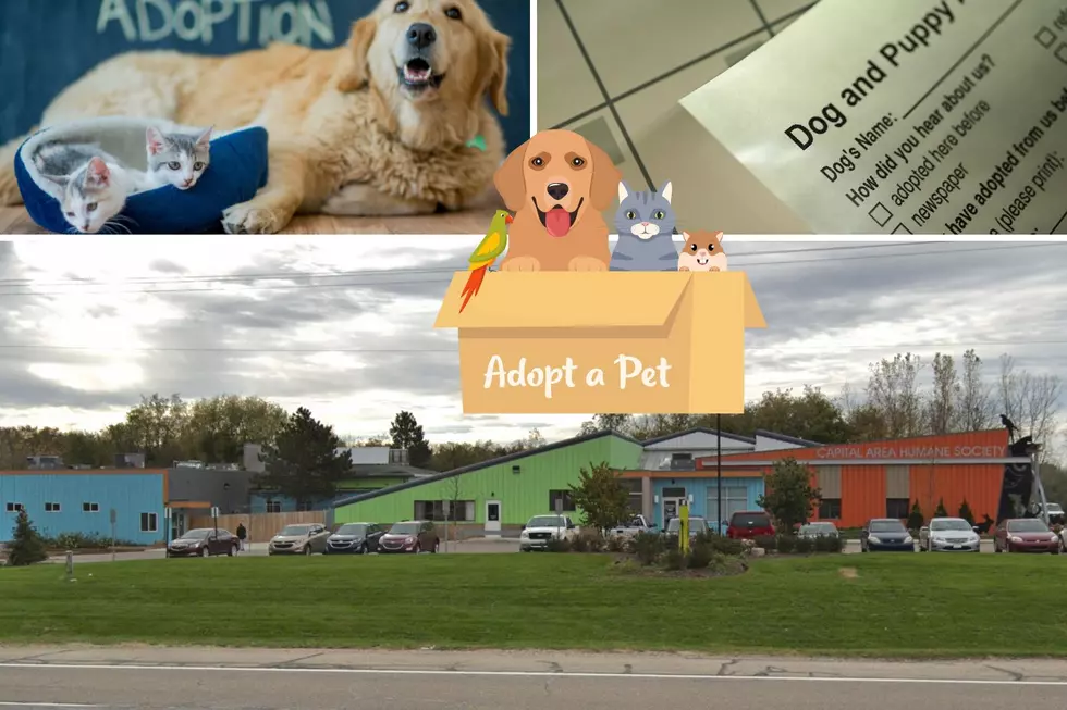Everything You Need to Know Before Adopting a Pet in Lansing 