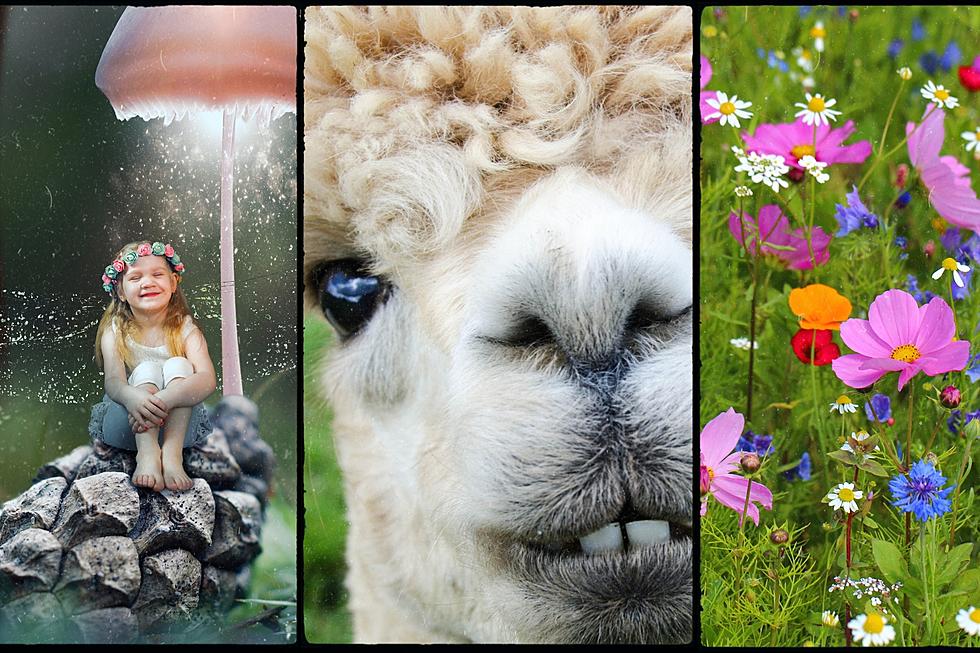 This Weekend in Lansing: Fairies, Alpacas, Wildflowers & More