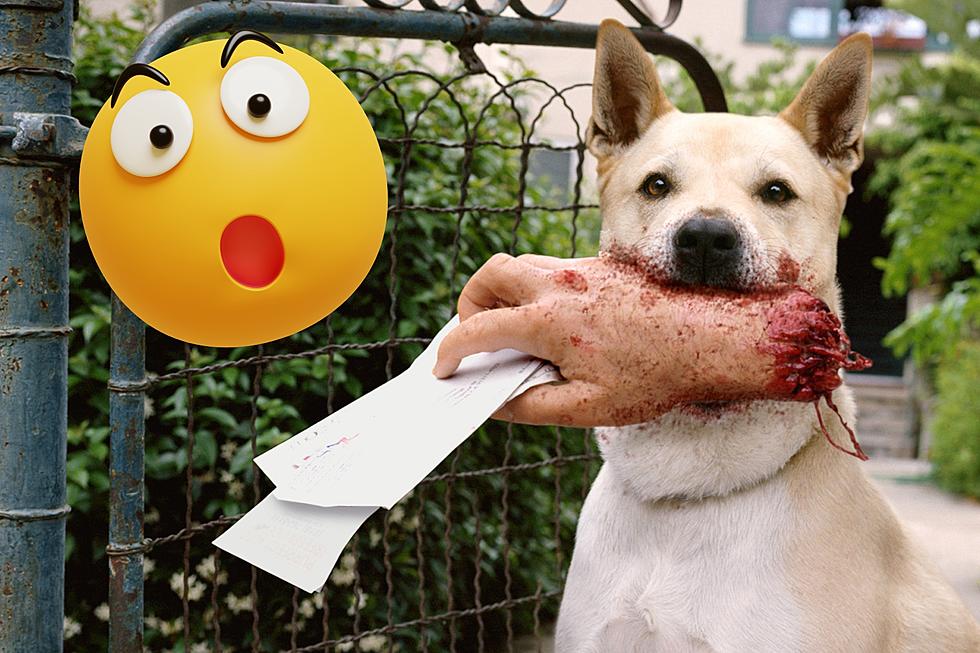 Michigan’s a National Leader For Postal Worker Dog Bites