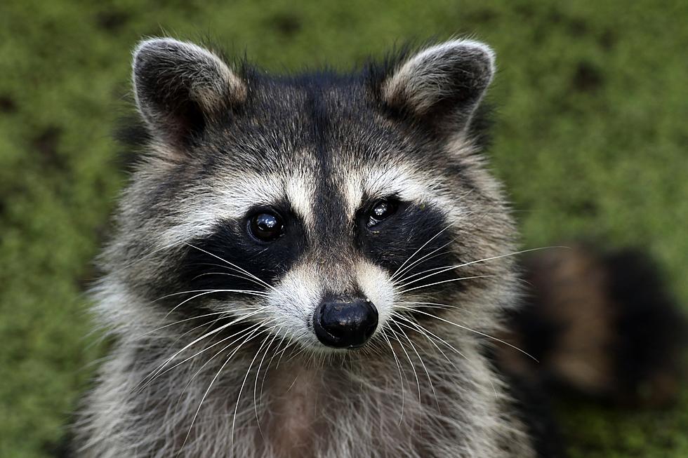 Is It Legal to Have a Pet Raccoon in Michigan?
