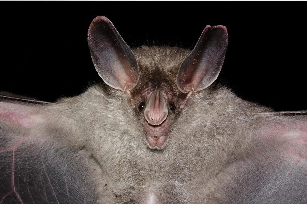 Look Out! Rabid Bats Are on the Move in Michigan