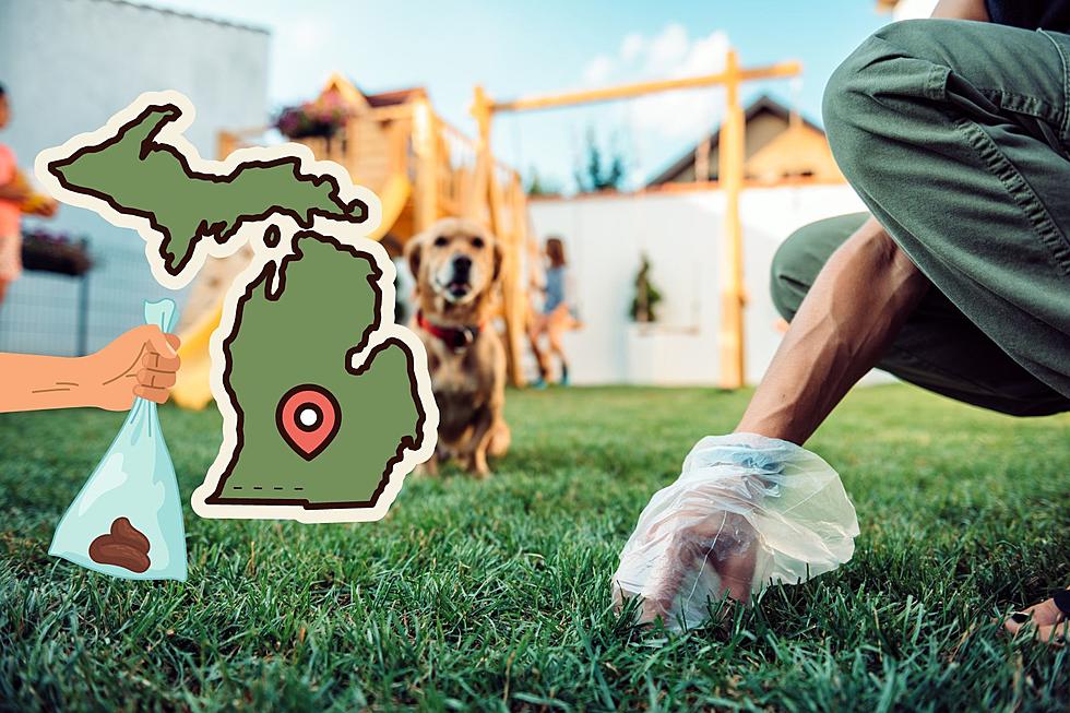 A Service That All Lansing Dog Owners Would Love