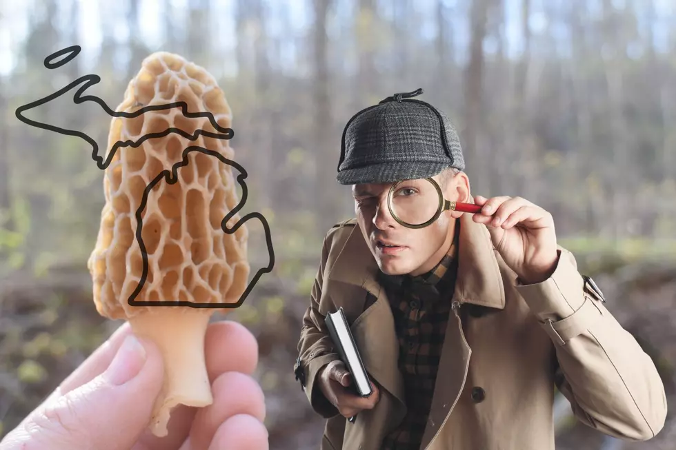What You Need to Know for Michigan’s Morel Hunting Season