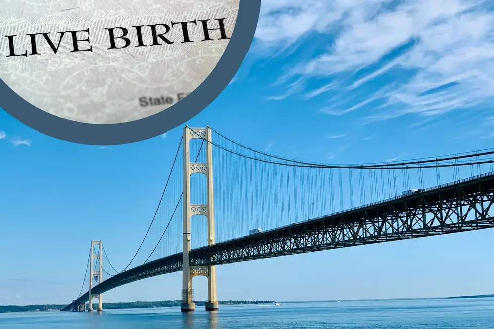 Which Michigan Counties Have the Most Native-Born Residents?